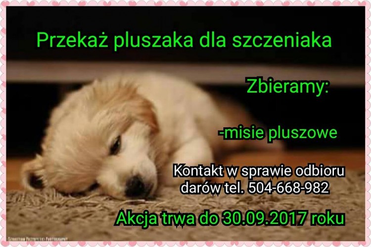 pluszak